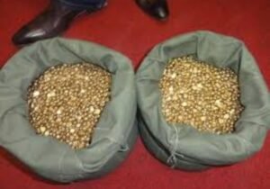 Gold Bars in United Kingdom Buy Best Gold Nuggets in Saudi Arabia Online Gold Nuggets in Canada | Gold Bars